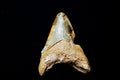 Shark tooth