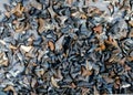 Shark tooth collection Royalty Free Stock Photo