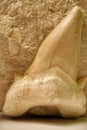 Shark tooth fossil