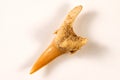 Shark tooth, fossil Royalty Free Stock Photo