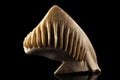 shark tooth fossil in sandstone, top view Royalty Free Stock Photo