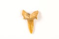 Shark tooth, fossil of a white shark Royalty Free Stock Photo