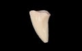 Shark tooth isolated Royalty Free Stock Photo