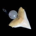 Shark tooth jewelry on a black background. Royalty Free Stock Photo