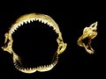 shark tooths isolated Royalty Free Stock Photo