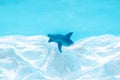 A shark toy model trapped in white plastic bag on blue background. Royalty Free Stock Photo