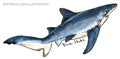 Shark. underwater life watercolor illustration. sea animal