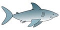 Shark. An underwater monster with a toothy jaw. Colored vector illustration. White isolated background. Dangerous deep dweller.