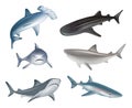 Shark. Underwater wild life different realistic dangerous sharks decent vector illustrations collection Royalty Free Stock Photo