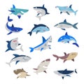 Shark vector cartoon seafish with sharp teeth in jaw illustration set of attacking fishery character in ocean isolated