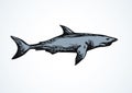 Shark. Vector drawing Royalty Free Stock Photo