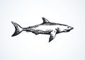 Shark. Vector drawing Royalty Free Stock Photo