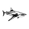 shark vector drawing. Isolated hand drawn, engraved style illustration Royalty Free Stock Photo