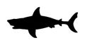 Shark vector silhouette illustration isolated on white background. Royalty Free Stock Photo