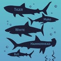 Shark vector silhouettes set. Sea fish, animal swimming, fauna illustration.