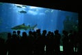 Shark with Visitors at Salt Water Aquarium, Lisboa in Portugal