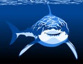 Shark in the water vector illustration
