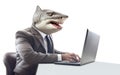 Shark wearing business suit working on its laptop, isolated on white background. Generative AI