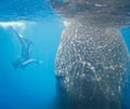 Ocean snorkeling whale shark Royalty Free Stock Photo