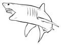 Shark white angry vector illustration graphics art