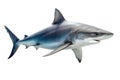 Shark on white backgroundShark on transparent background Royalty Free Stock Photo