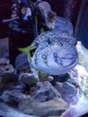 Sharkbait Reef Aquarium - Alton Towers