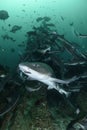 Sharknado - Banded Hound Sharks in Green Waters of Japan