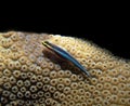 Sharknose Goby (Neon Goby)