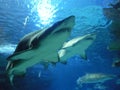 Sharks Royalty Free Stock Photo