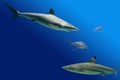 Sharks Royalty Free Stock Photo