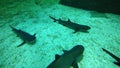 Sharks! At AquaRio, in Rio de Janeiro, Brazil Royalty Free Stock Photo