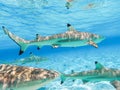 Sharks swimming in Bora Bora Island in French Polynesia during snorkeling on this island paradise and turquoise blue water. Royalty Free Stock Photo