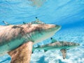 Sharks swimming in Bora Bora Island in French Polynesia during snorkeling on this island paradise and turquoise blue water. Royalty Free Stock Photo