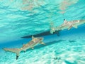 Sharks swimming in Bora Bora Island in French Polynesia during snorkeling on this island paradise and turquoise blue water. Royalty Free Stock Photo