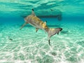 Sharks swimming in Bora Bora Island in French Polynesia during snorkeling on this island paradise and turquoise blue water. Royalty Free Stock Photo