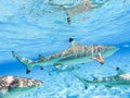 Sharks swimming in Bora Bora Island in French Polynesia during snorkeling on this island paradise and turquoise blue water. Royalty Free Stock Photo