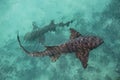 Sharks circling from above