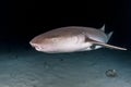 Sharks close up in night diving Royalty Free Stock Photo