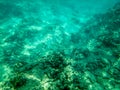 Sharks cove snorkeling in oahu hawaii north shore