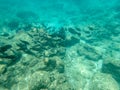 Sharks cove snorkeling in oahu hawaii north shore Royalty Free Stock Photo