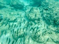 Sharks cove snorkeling in oahu hawaii north shore