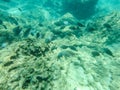 Sharks cove snorkeling in oahu hawaii north shore