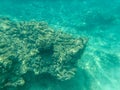 Sharks cove snorkeling in oahu hawaii north shore Royalty Free Stock Photo