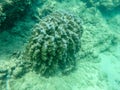 Sharks cove snorkeling in oahu hawaii north shore Royalty Free Stock Photo