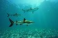 Sharks in deep sea, Generatvie AI