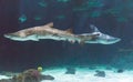 Sharks on exibit at a Zoo. Royalty Free Stock Photo