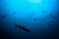 Sharks and Fish Schooling in Deep Water Royalty Free Stock Photo