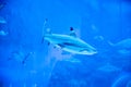 Big Sharks swimming in Aquarium Shark Fish Tank Royalty Free Stock Photo