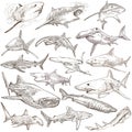 Sharks - An hand drawn pack. Freehand sketching, originals. Royalty Free Stock Photo