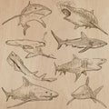 Sharks - An hand drawn vector pack Royalty Free Stock Photo